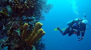 Barbados Blue Water Sports Bridgetown 2021 All You Need To Know Before You Go With Photos Tripadvisor Hotels from budget to luxury. barbados blue water sports bridgetown