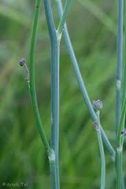 Image result for Hypochaeris radicata
