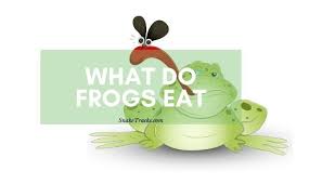 Unlike tadpoles, adults do not have a tail. What Do Frogs Toads Eat Snaketracks Com