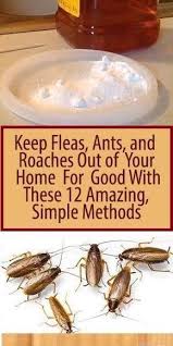 Keep Fleas Ants And Roaches Out Of Your Home For Good With These 12 Amazing Simple Methods Powerfulremedy Ameisen Kuchen Helfer Gut Zu Wissen