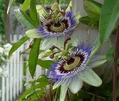 Image result for Passiflora caerulea