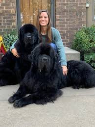 LePore 'sparks' innovation at Simmons Pet Food