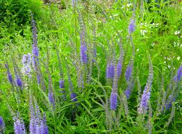 Image result for Tetragonia spicata