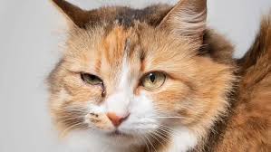 Cat Eye Discharge and Eye Problems