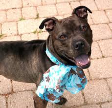 Join sittercity to contact pet sitters, check references, run background checks and read reviews. Pet Of The Week 2020 Pets Wtop