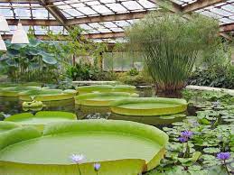 Tourist locations in germany, contact details, email, maps and gps directions to botanischer garten halle. Sachsen Anhalt Attraktionen Der Pflanzenwelt Flora Ausflugsziele Sehenswurdigkeiten