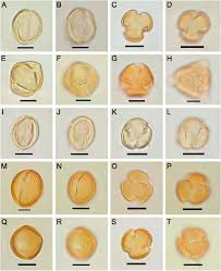 Image result for Antherothamnus