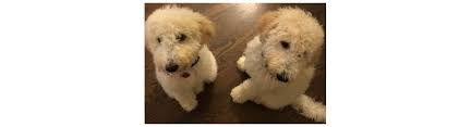 Dogs , cats , horses. Goldendoodles Galore Puppies For Sale Lake Worth Alignable