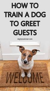 How To Train A Dog To Greet Guests Dog Training Obedience Best Dog Training Dog Training