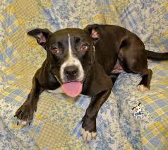 Black And White Pitbull Female Pin On Adoptable Pets In Sarasota