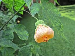 Image result for Abutilon longicuspe