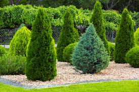 Arborvitae (thuja) are one of the most versatile and attractive trees or shrubs found in the landscape.they are useful as hedge material, in pots, or as interesting focal points for the garden. 15 Different Arborvitae Types Varieties And Care Plantsnap