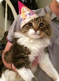 Very Excited About His Birthday Https Ift Tt 30mzrnh Cats Earth Of Animals July 22 2019 At 11 11am Cat Cats Cute Kit Gatitos Divertidos Gatos Raros Gatos