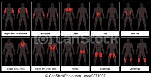 Origin and insertion muscle chart. Muscle Chart Male Body Parts Black Background Muscle Chart Male Body Frontal And Back View With Highlighted Red Muscle Canstock