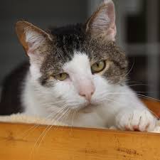 Hello rescuers how many pets have you rescued? Manchester Ct Animal Control Home Facebook