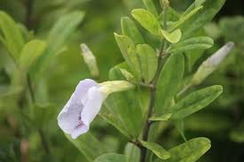 Image result for Clitoria