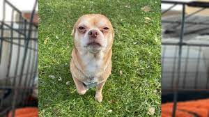 Adoptions by appointment only in morris plains,. Painfully Honest Pet Adoption Ad Gains Attention For Demonic Chihuahua Fox23 News