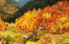 Black forest hotel features free wifi in public areas, a conference center, and coffee in a common area. Dunya Artvin Liler Dernegi On Twitter Savsat Tan Sonbahar Manzaralari Sakin Sehir Unvanli Artvin In Savsat Ilcesi Sonbaharla Birlikte Olusan Renk Cumbusu Ile Gorenleri Kendine Hayran Birakiyor Artvin Savsat Https T Co Ueyitslu1x