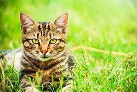 ‪Cats were so nice, they conquered the world twice | PBS News‬‏