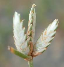 Image result for Cyperus margaritaceus