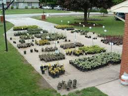 starting a plant nursery garden nursery plant nursery backyard garden