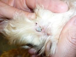 Do not pull or force the comb over the bump; My Dog Has Ticks How Do I Get Rid Of Them