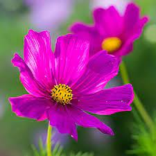 Pin On Garden Cut Flowers