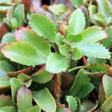 Kalanchoe Sexangularis Unusual Plants Plants Succulents