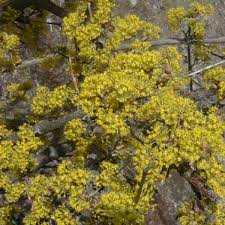 Image result for Cornus mas