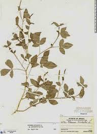 Image result for Cleome aculeata