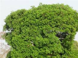 Image result for Vitex doniana