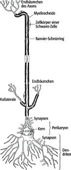 Die dendriten sind zellausläufer des zellkörpers und bilden den kontakt zu anderen zellen oder neuronen. Nervenzelle Lexikon Der Neurowissenschaft
