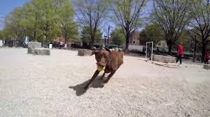 If the product is used at the top of the stairs: Pinterest Diy Dog Park Youtube