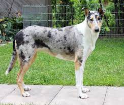 Smooth coat border collies are purebred bc dogs. Smooth Collie Blue Merle Smooth Collie Rough Collie Collie Dog