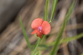 Image result for Lathyrus sphaericus