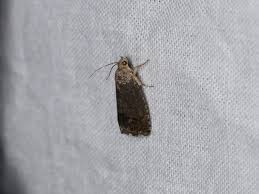 Image result for Cydia splendana