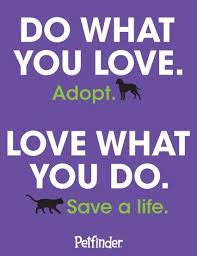 I hump other dogs' faces. At Home Dental Care For Your Pet Petfinder Baby Dogs Animal Quotes Dog Quotes