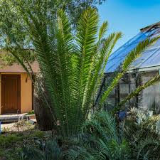 Image result for Encephalartos