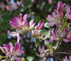 Image result for Bauhinia variegata