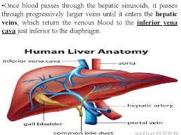 The circulatory system (also called the cardiovascular system) is the body system that moves blood around the body. Large Blood Vessels Of The Gut The Coeliac