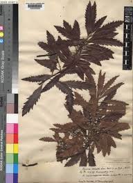 Image result for Myrica serrata