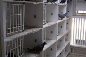 How to breed, race, win, and make money with racing pigeons. Pigeon Feeding Feeding To Win Winning Pigeon Racing And Racing Pigeons Strategies Pigeon Insider