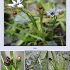 Image result for Sisyrinchium micranthum