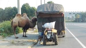 How to say camel in english? Small Town China Nanxiashu å—å¤å¢…é•‡ Steemit