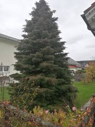 Erfahren sie hier alles zur pflege von cryptomeria japonica. Sicheltanne Bonsaipflege Ch