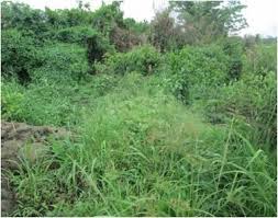 Image result for Loudetia kagerensis