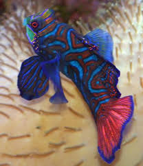 The scooter blenny is also known as scooter dragonet or ocellated dragonet. Mandarin Dragonet Fish Facts And Care Pethelpful By Fellow Animal Lovers And Experts