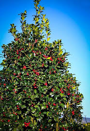How To Grow And Care For 'Blue Princess' Holly