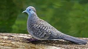Perbedaan burung derkuku jantan dan betina bisa di lihat dari berbagai kriteria. 4 Trik Ampuh Untuk Membedakan Burung Perkutut Tititran Jantan Dan Betina Kicau Mania