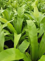 Image result for Asplenium angolense